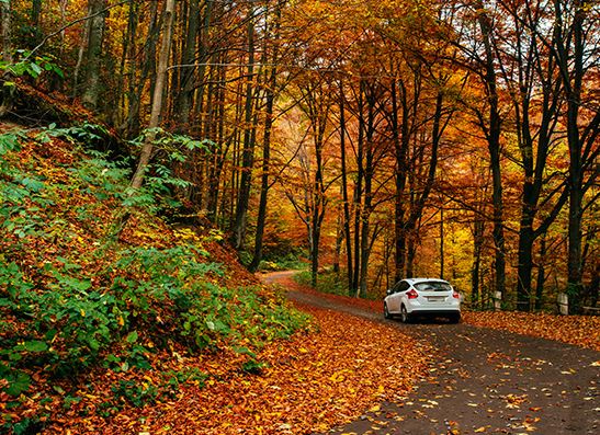 A car driving in a forest road